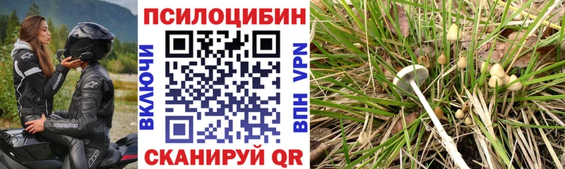 Купить закладки  Магас  Псилоцибиновые грибы Psilocybe 